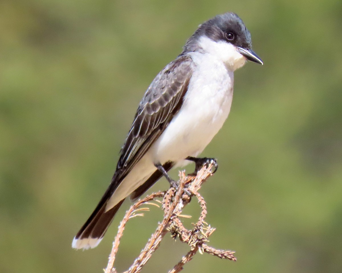 Eastern Kingbird - ML164712961