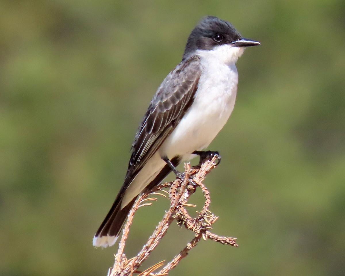 Eastern Kingbird - ML164713081