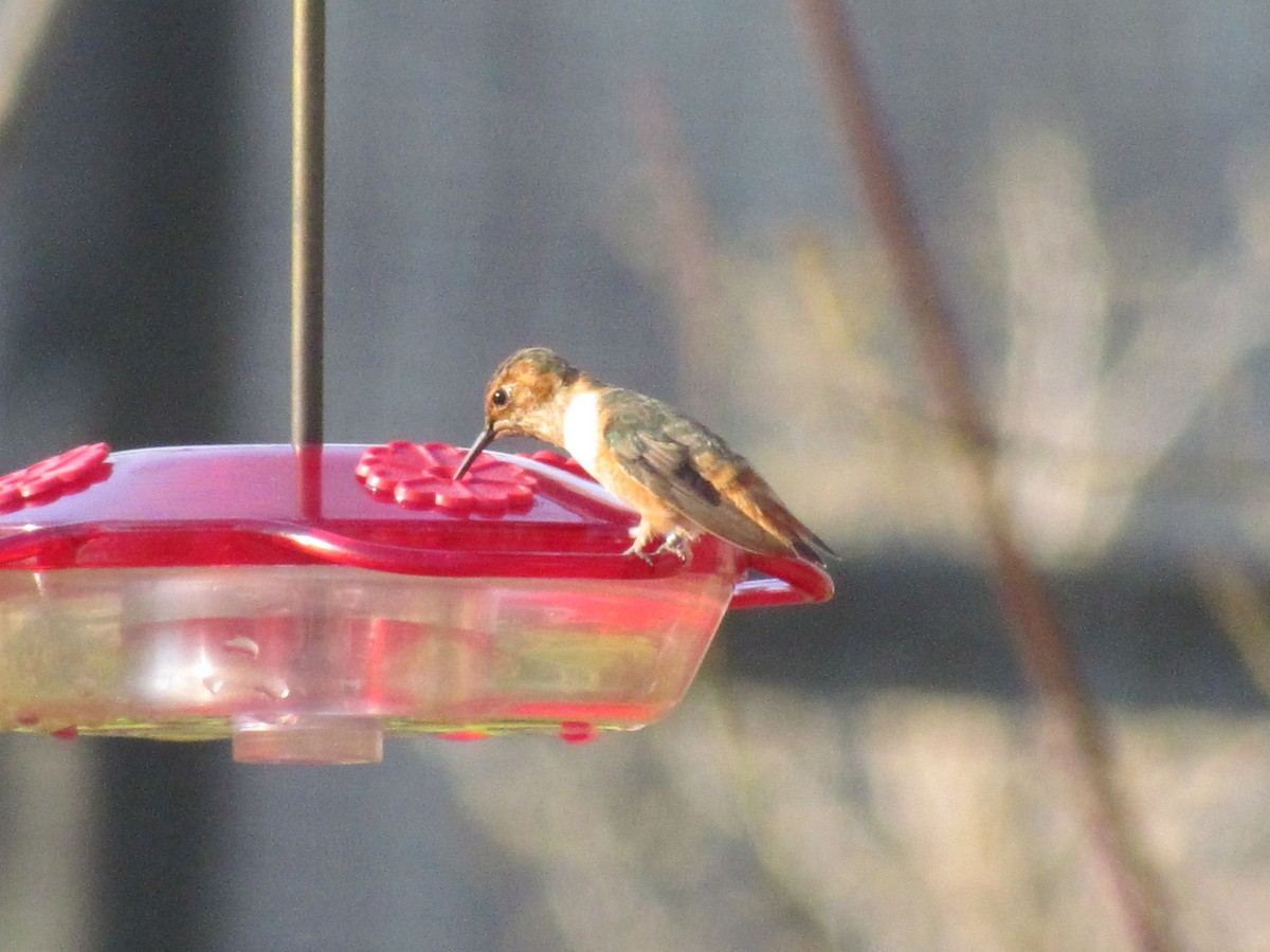 Allen's Hummingbird - Jamie Meyers