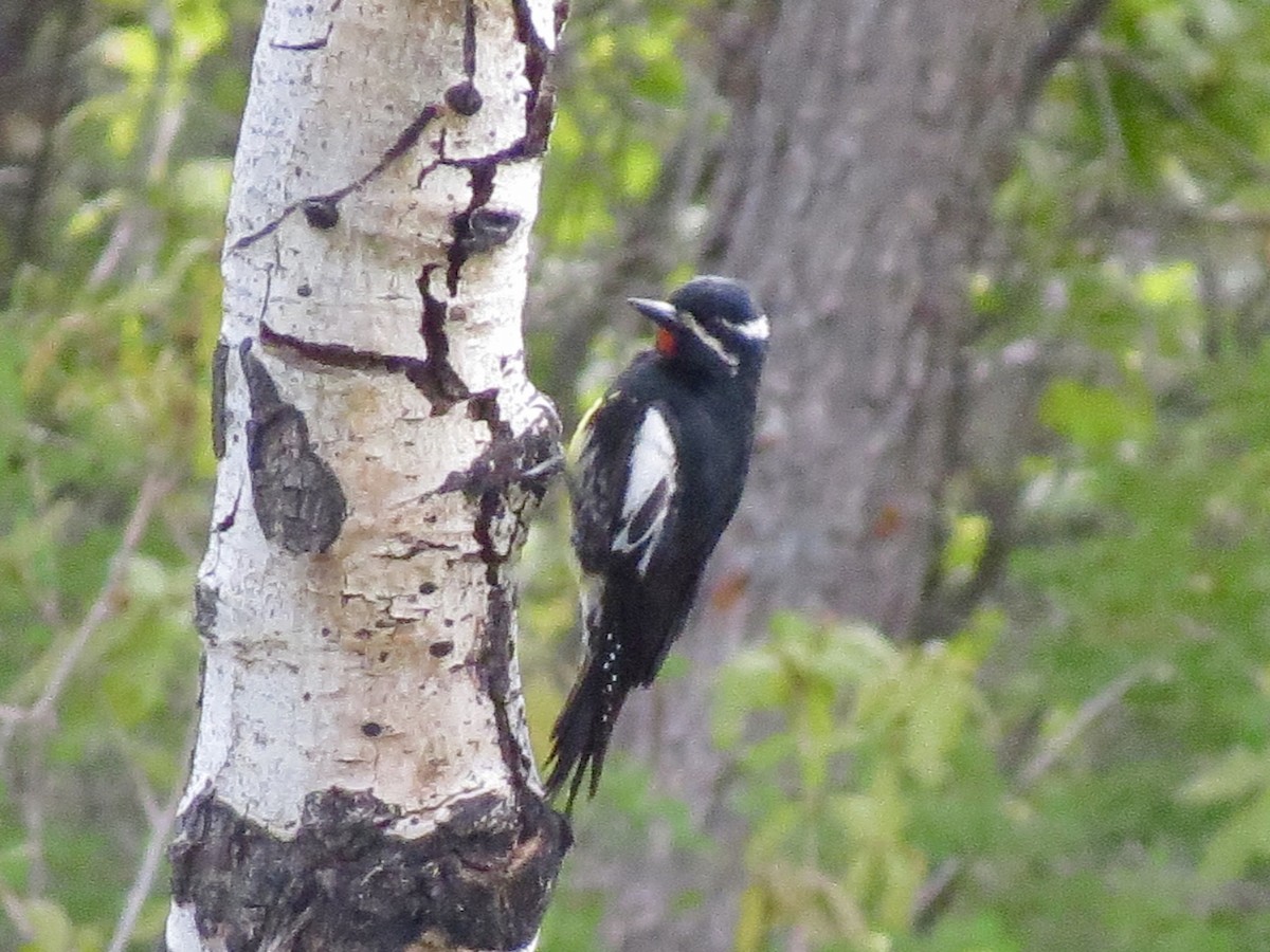 Williamson's Sapsucker - ML164714591