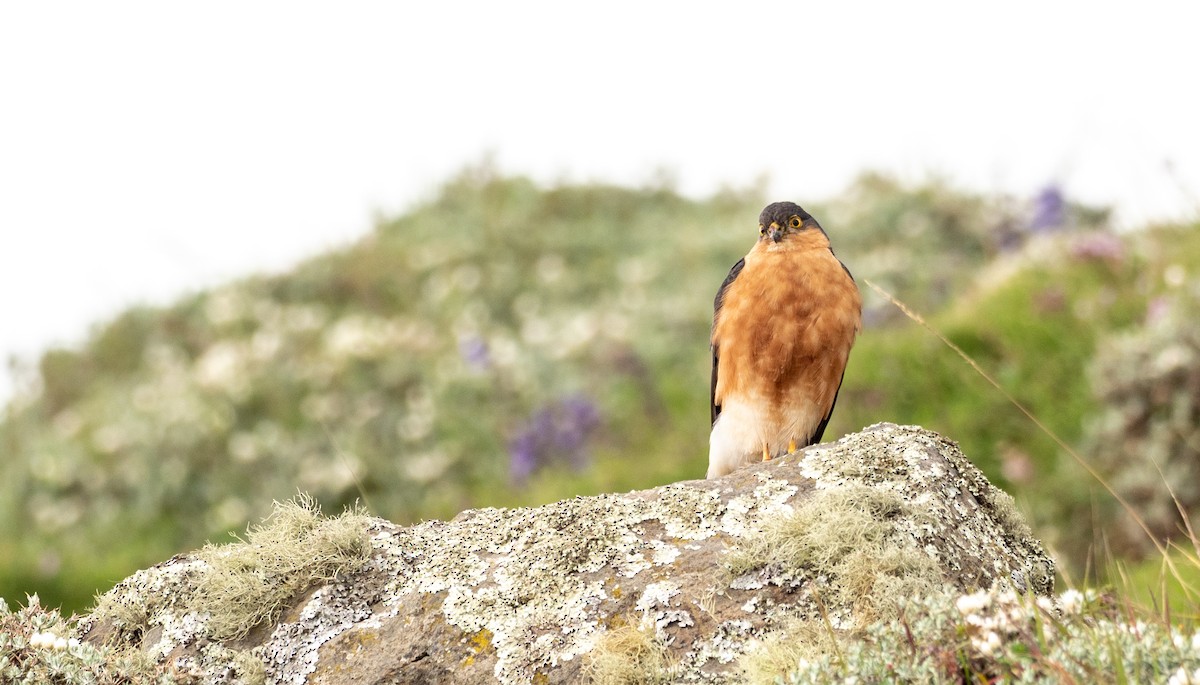 Rufous-breasted Sparrowhawk - Forest Botial-Jarvis