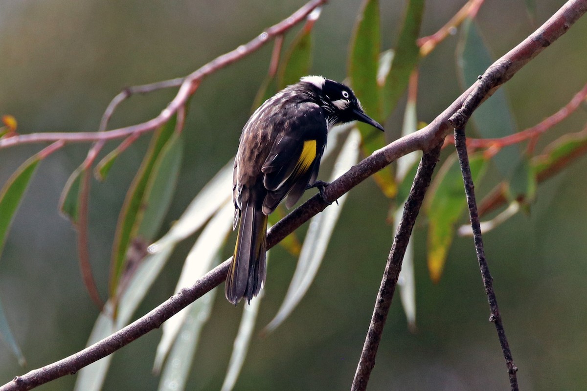 New Holland Honeyeater - ML164717661