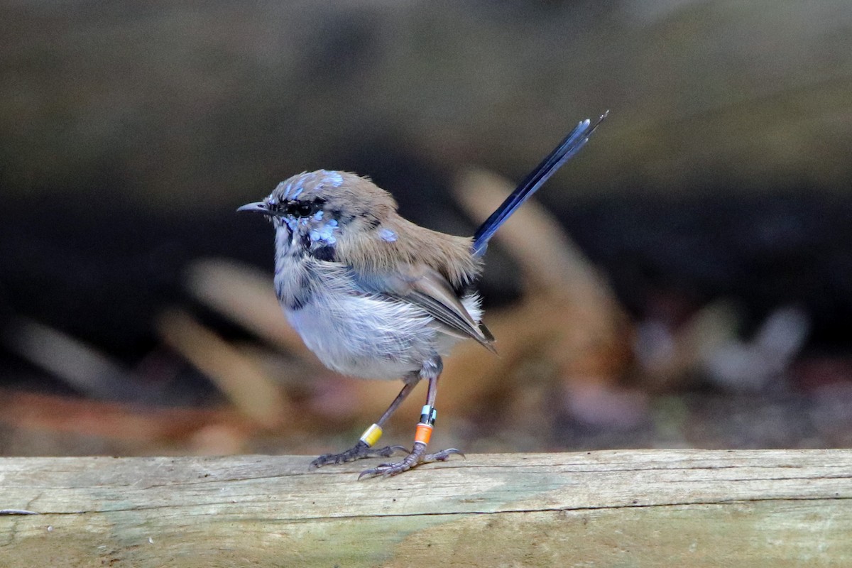 Superb Fairywren - ML164717771