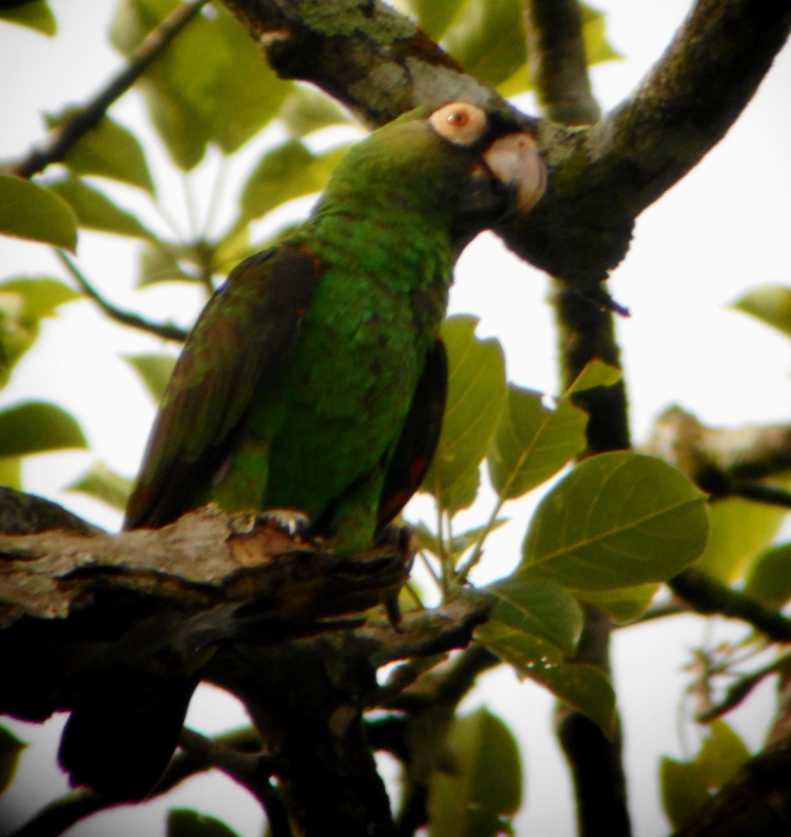 Red-fronted Parrot - ML164719491