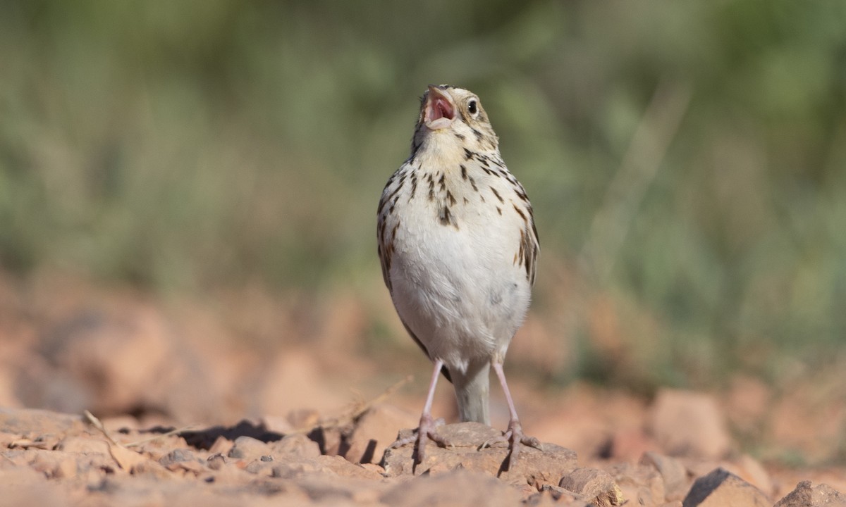 Baird's Sparrow - ML164719501