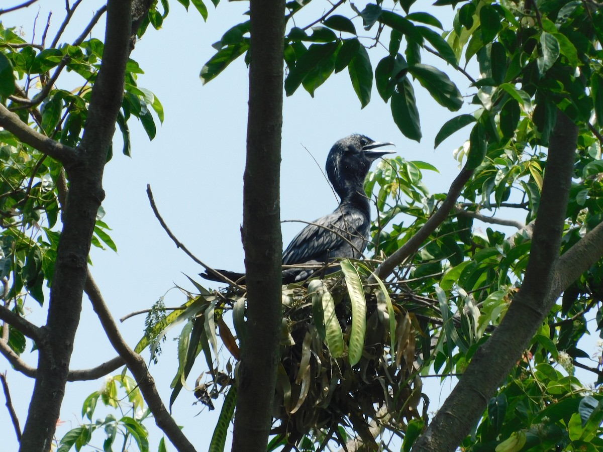 Little Cormorant - ML164719541