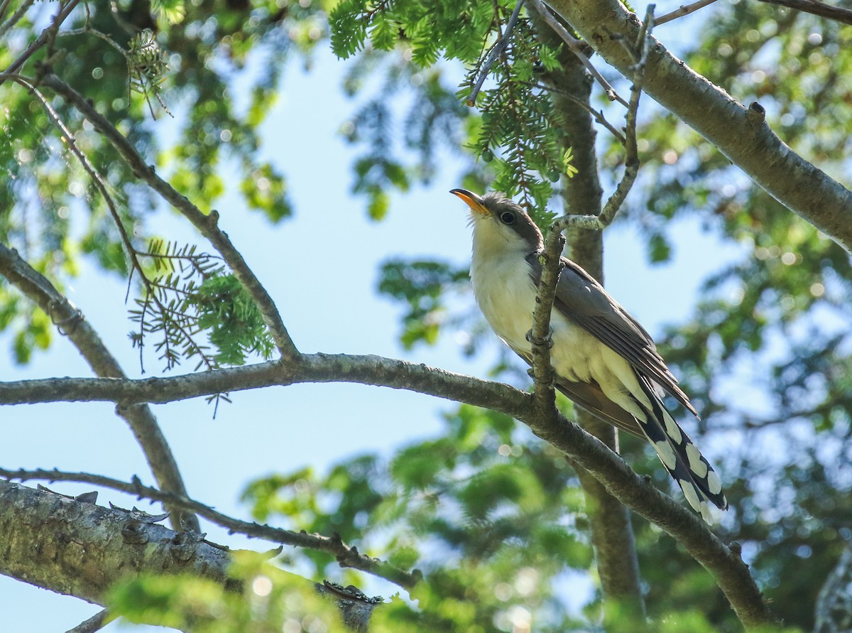 Yellow-billed Cuckoo - ML164720581