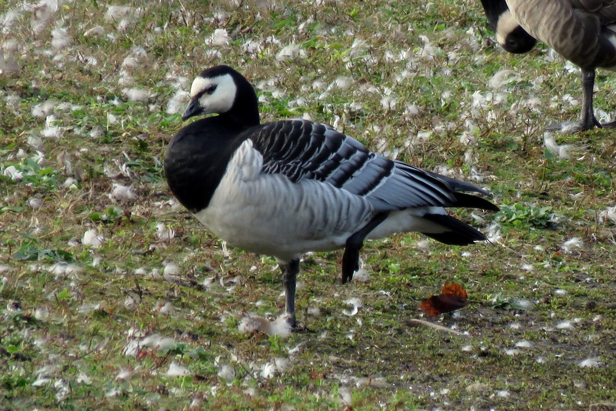 Barnacle Goose - ML164721191