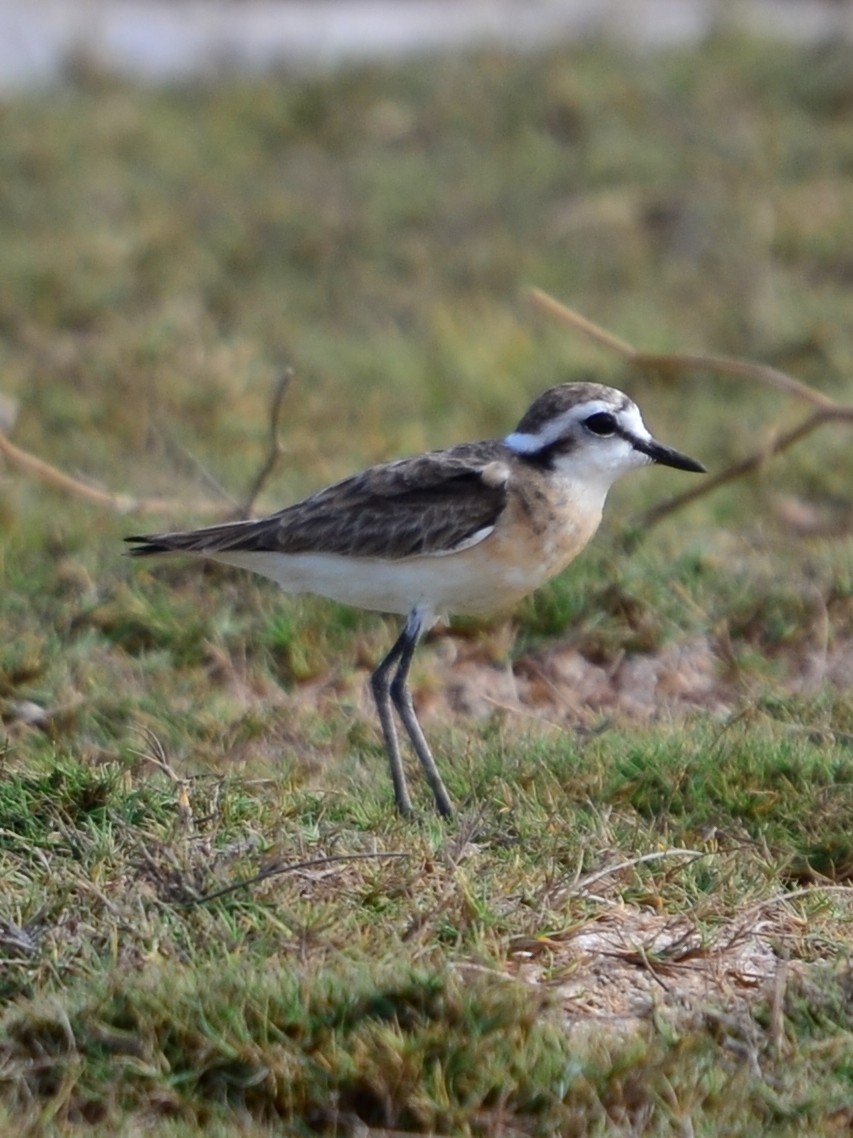 Kittlitz's Plover - ML164721271