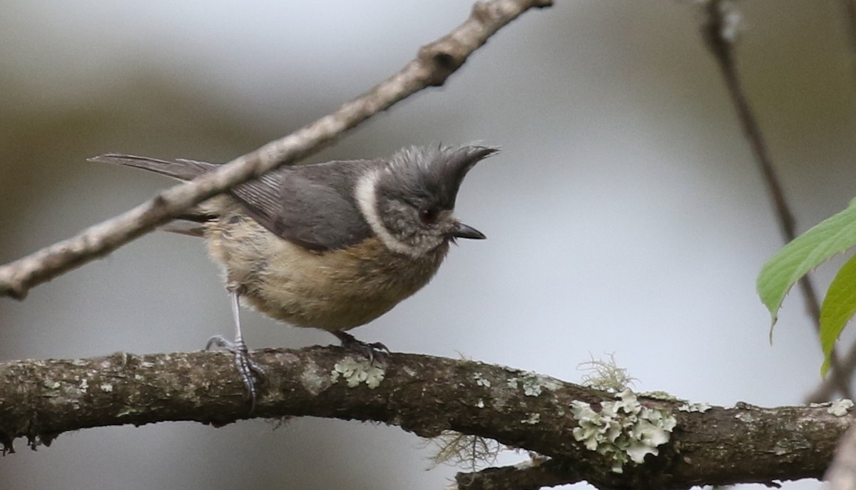 Gray-crested Tit - ML164721321