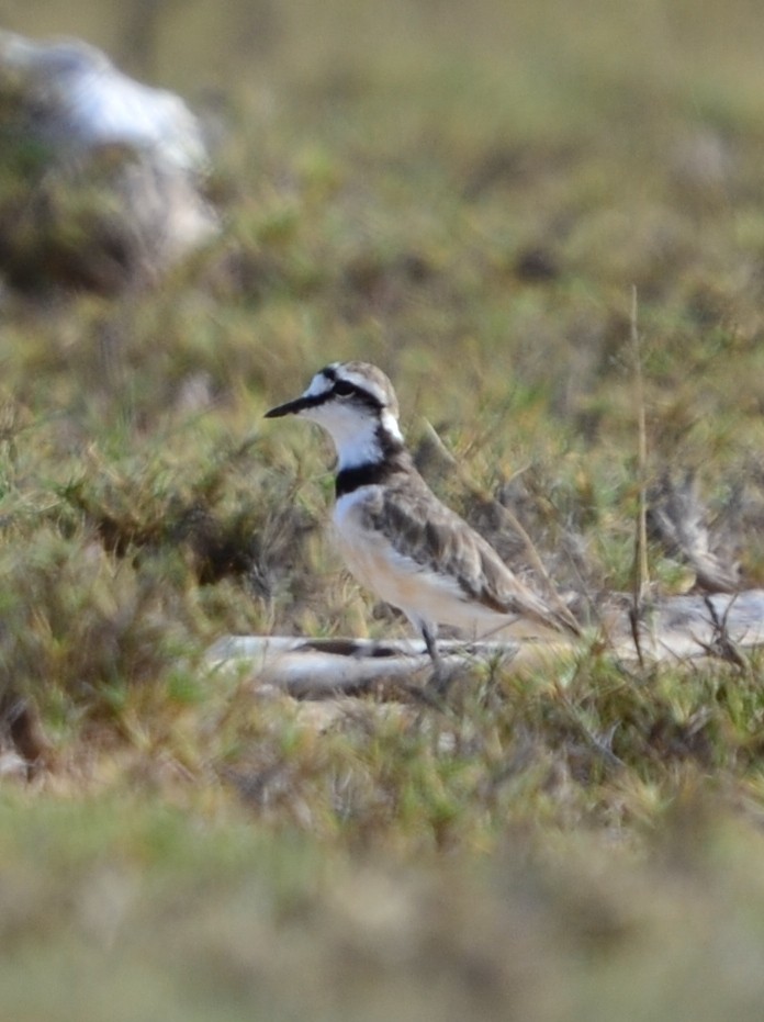 Madagascar Plover - ML164721451