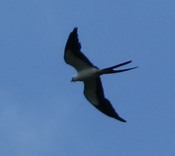 Swallow-tailed Kite - ML164721941