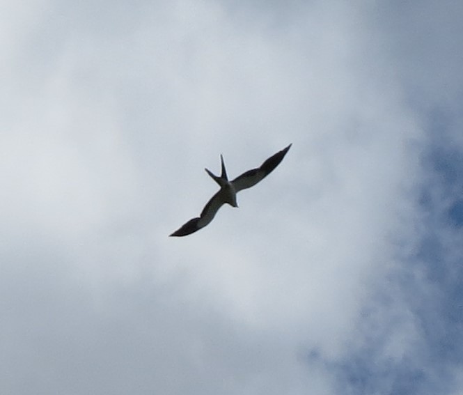Swallow-tailed Kite - ML164721951