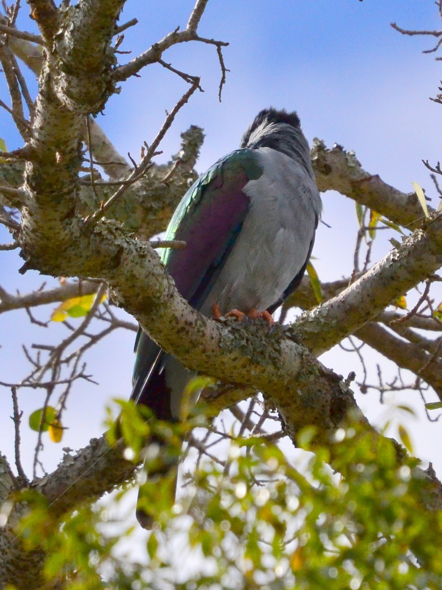 Cuckoo-roller - ML164725051