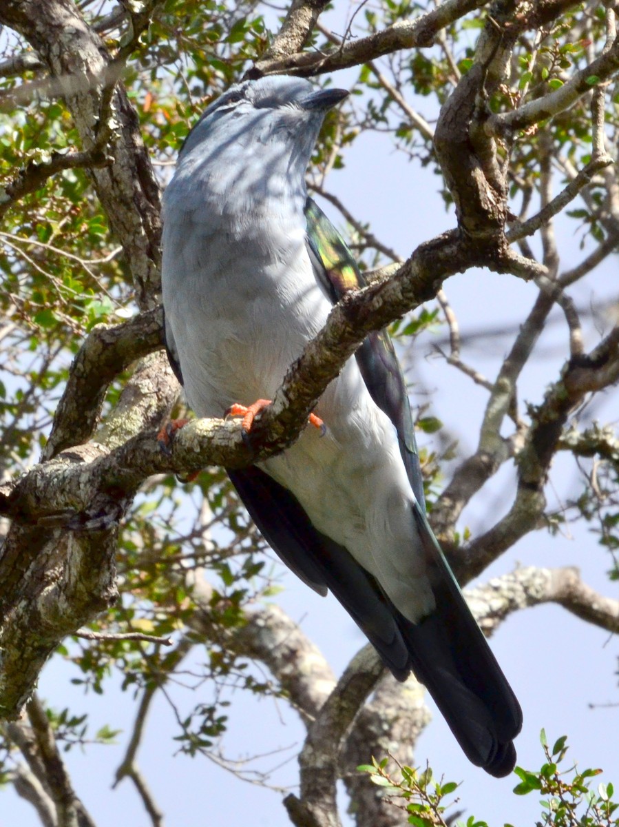 Cuckoo-roller - ML164725061