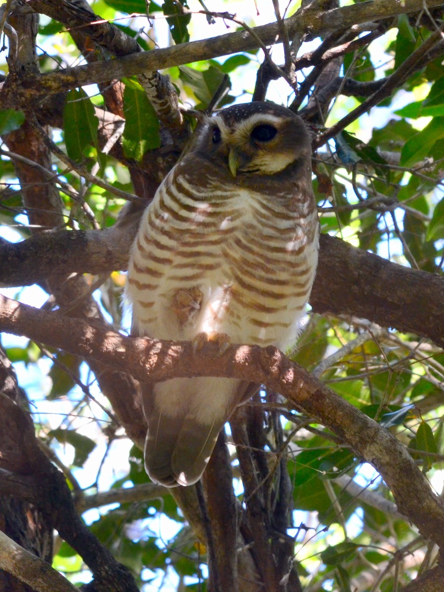 White-browed Owl - ML164725071