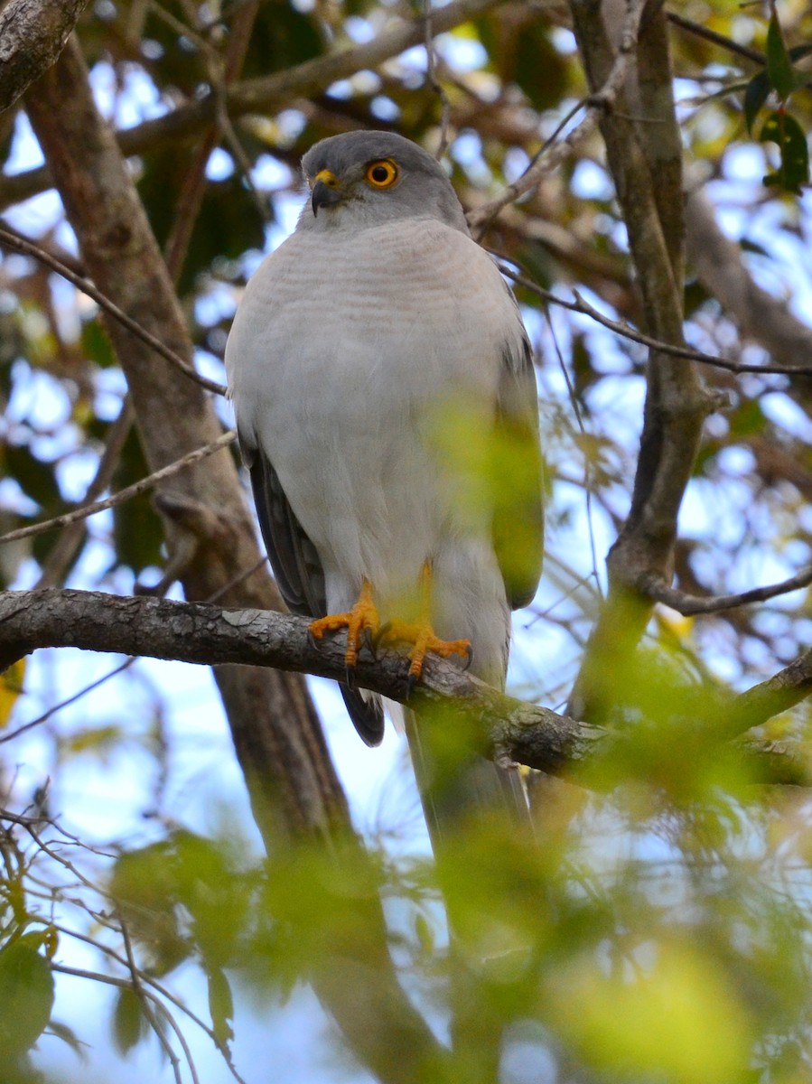 Frances's Sparrowhawk - ML164725451