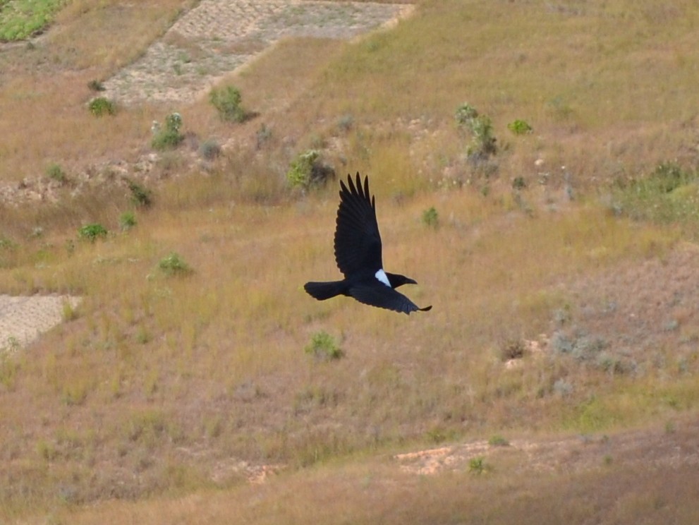 Pied Crow - ML164727001