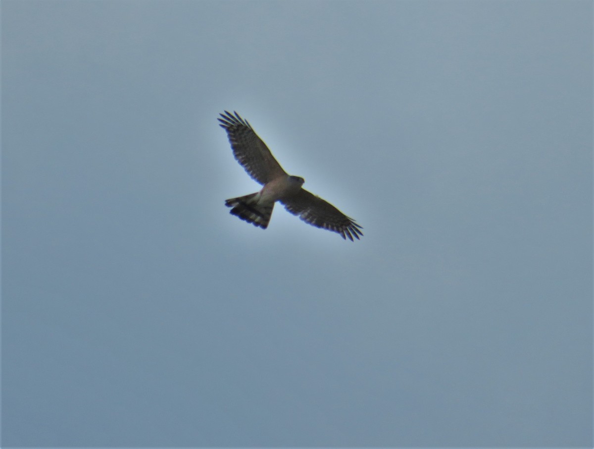 Cooper's Hawk - Kevin Topping