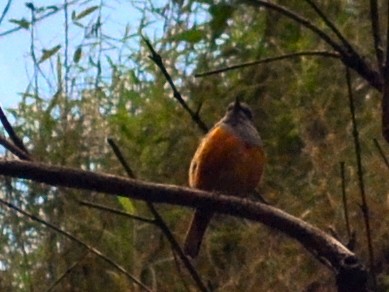 Forest Rock-Thrush (Benson's) - ML164727241