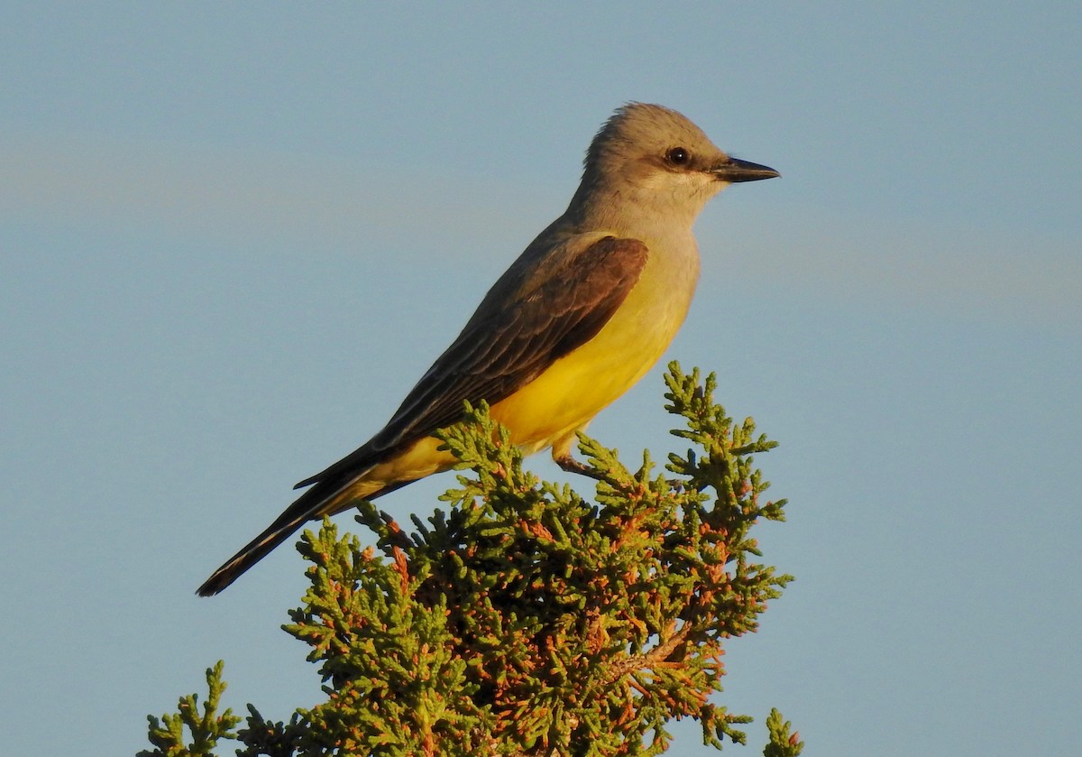 Western Kingbird - ML164727441