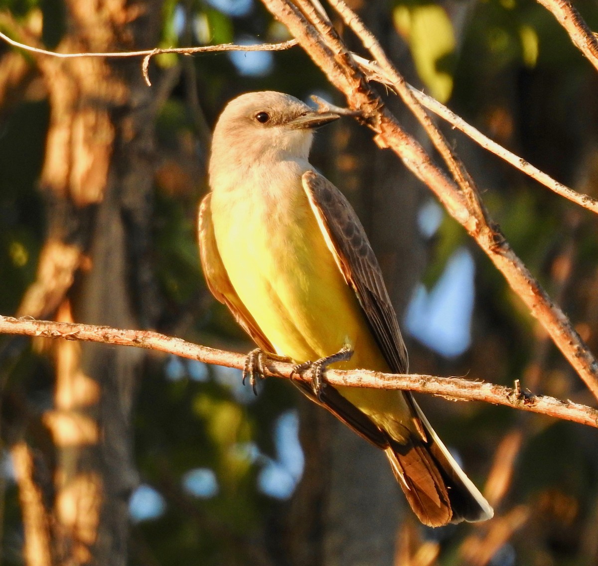 Western Kingbird - ML164727461