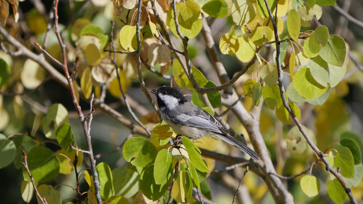 Black-capped Chickadee - ML164728301