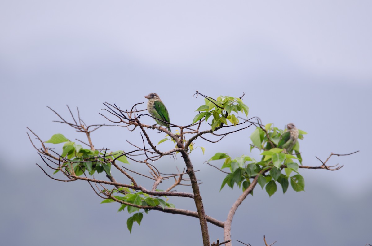 White-cheeked Barbet - ML164728381