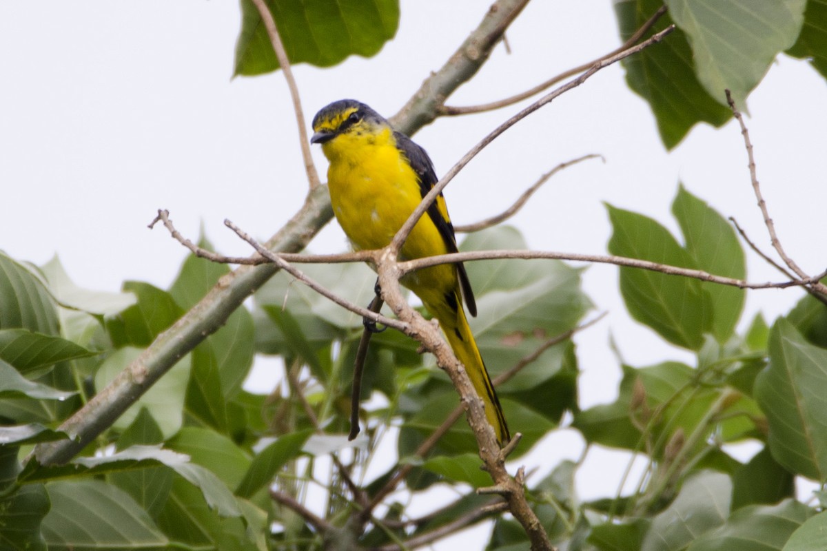 Orange Minivet - ML164728401