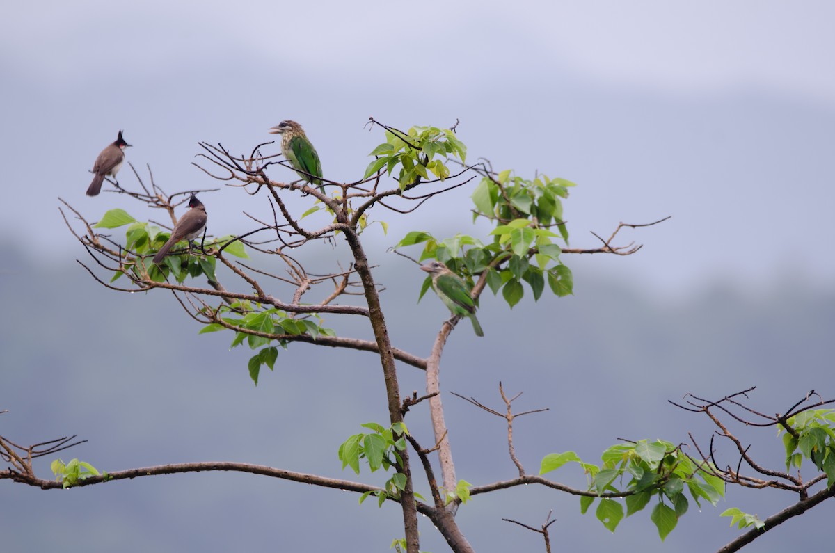Red-whiskered Bulbul - ML164728431