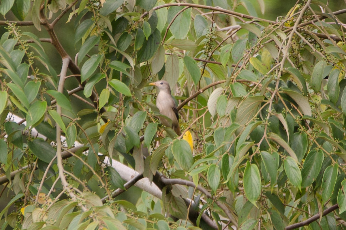 Malabar Starling - ML164728571