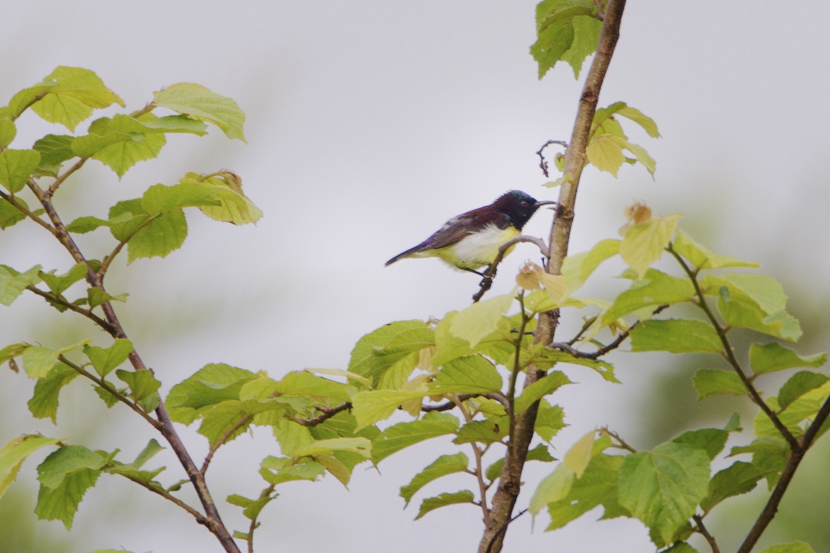 Purple-rumped Sunbird - ML164728611