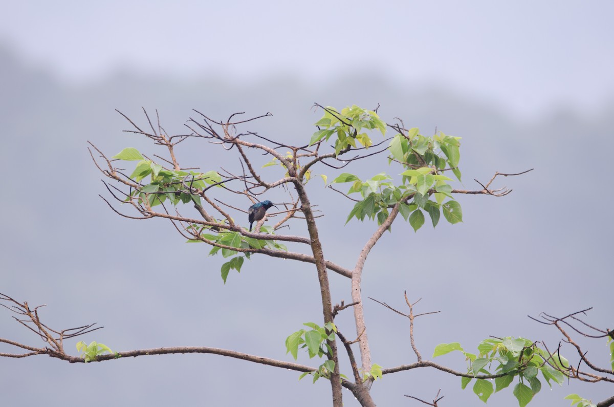 Loten's Sunbird - ML164728691