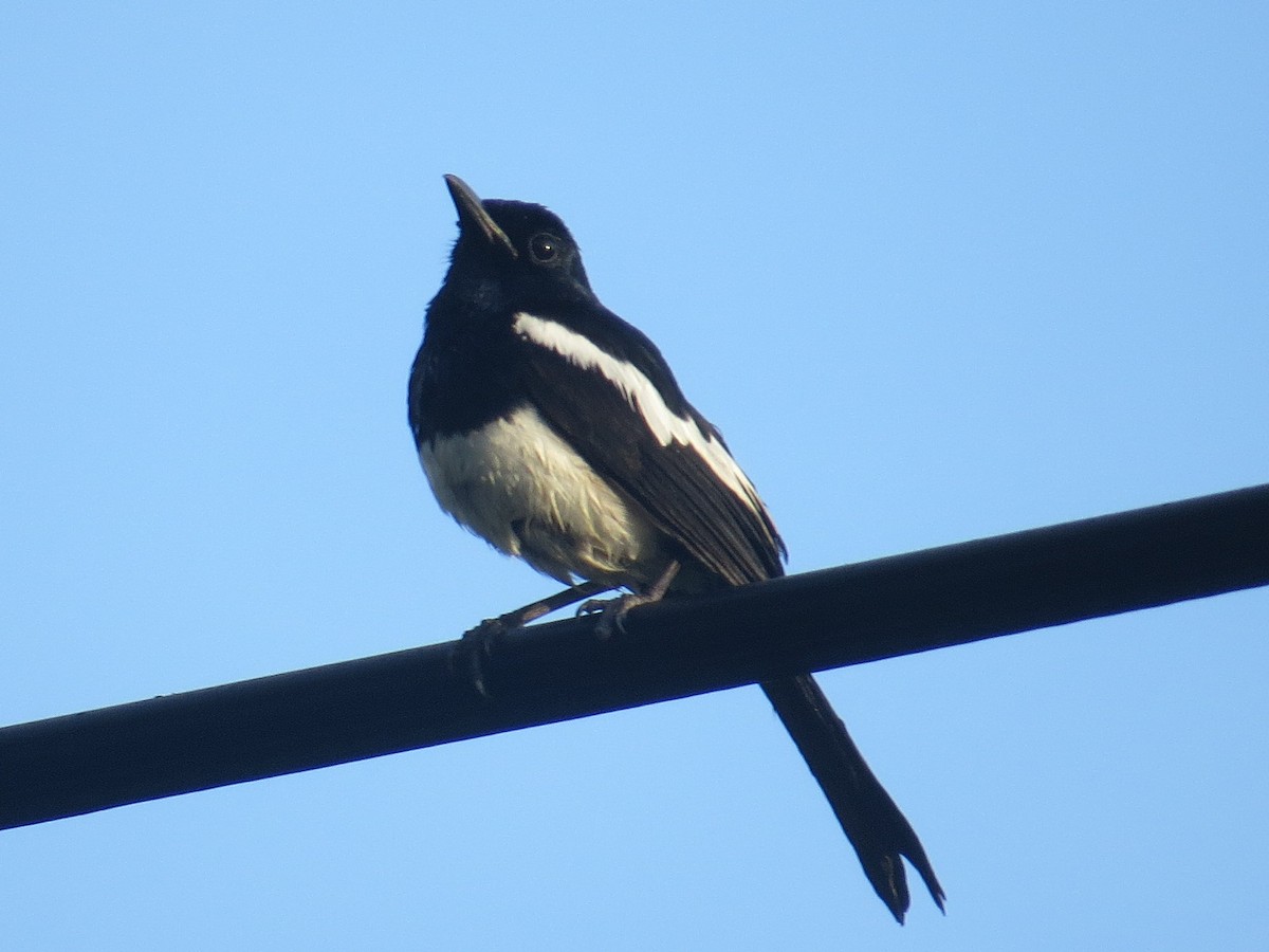 Philippine Magpie-Robin - Gwen So