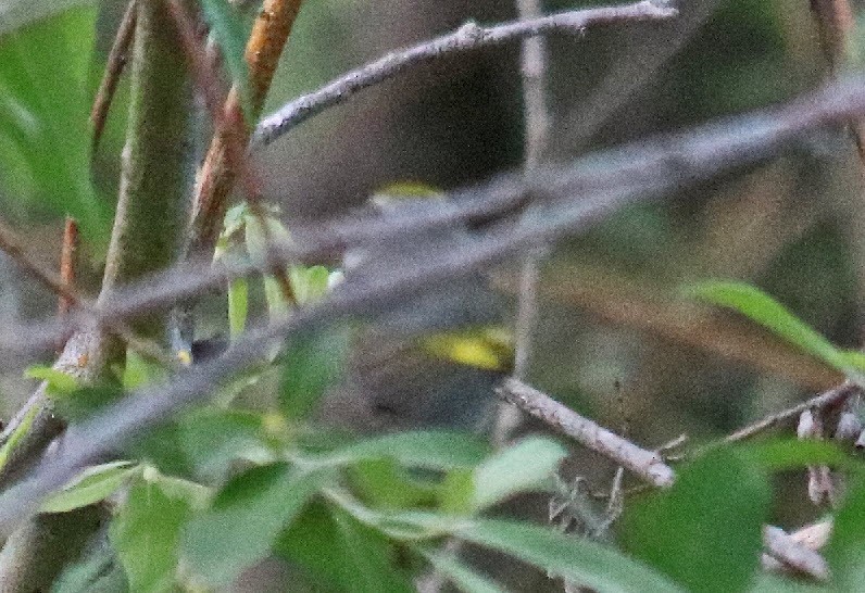 Golden-winged Warbler - ML164732641