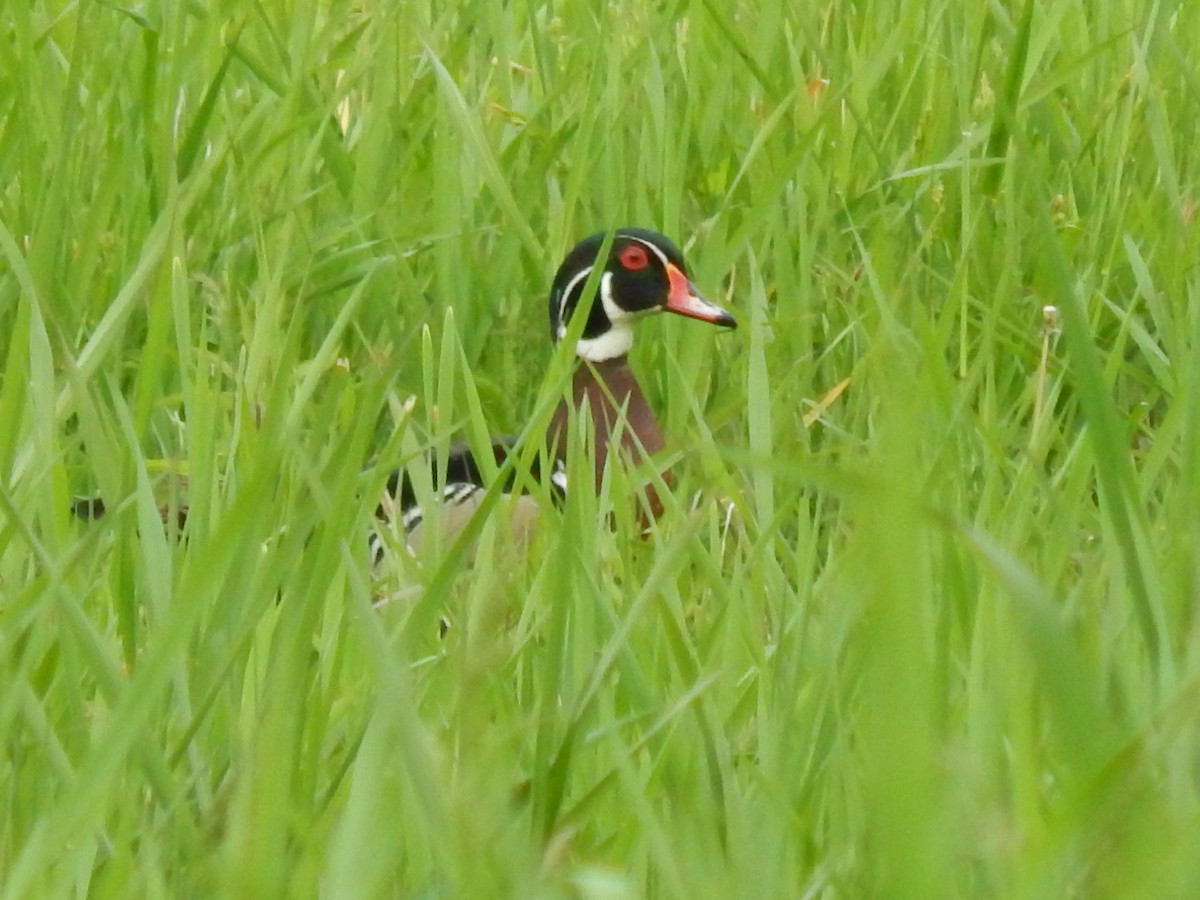 Wood Duck - ML164734531