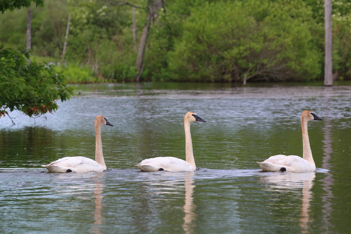Trumpeter Swan - Jason West