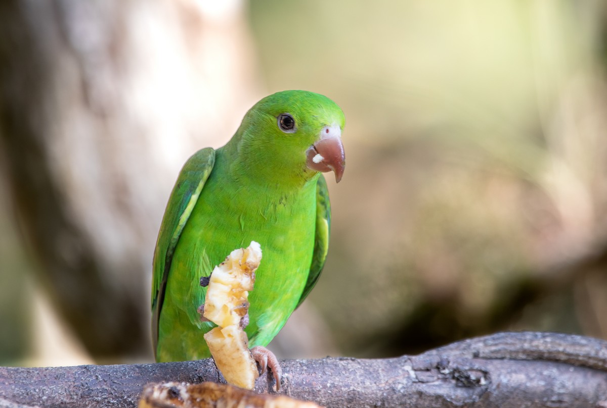 Plain Parakeet - Marcelo Morena