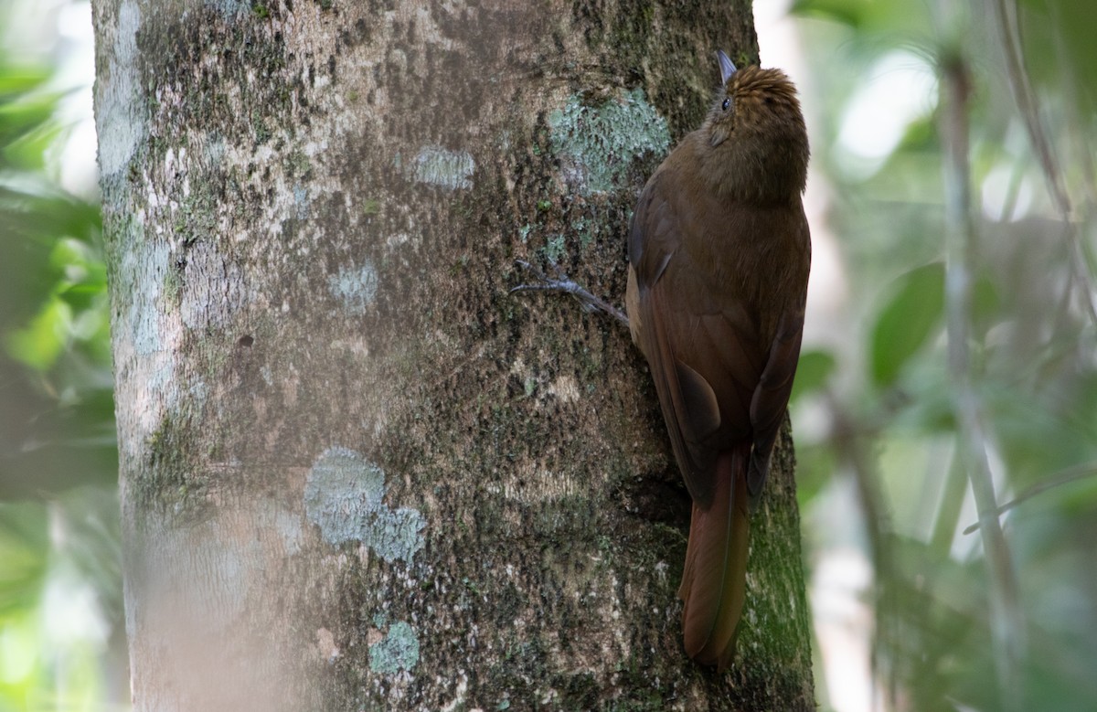 Plain-winged Woodcreeper - ML164736701