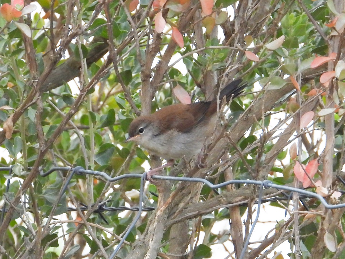 Cetti's Warbler - ML164737351