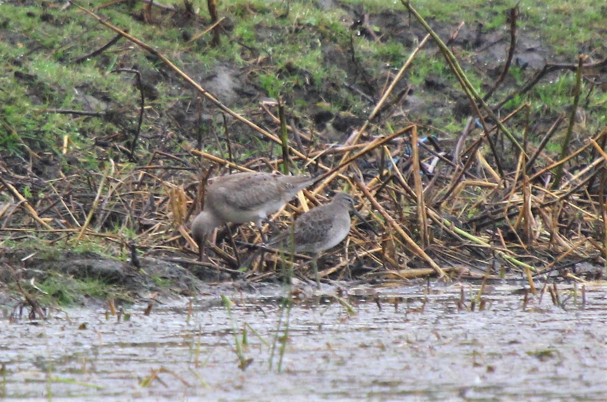 Long-billed Dowitcher - ML164738631