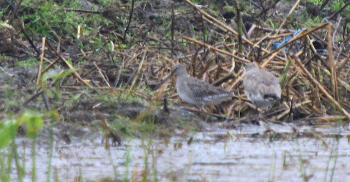 Long-billed Dowitcher - ML164738641