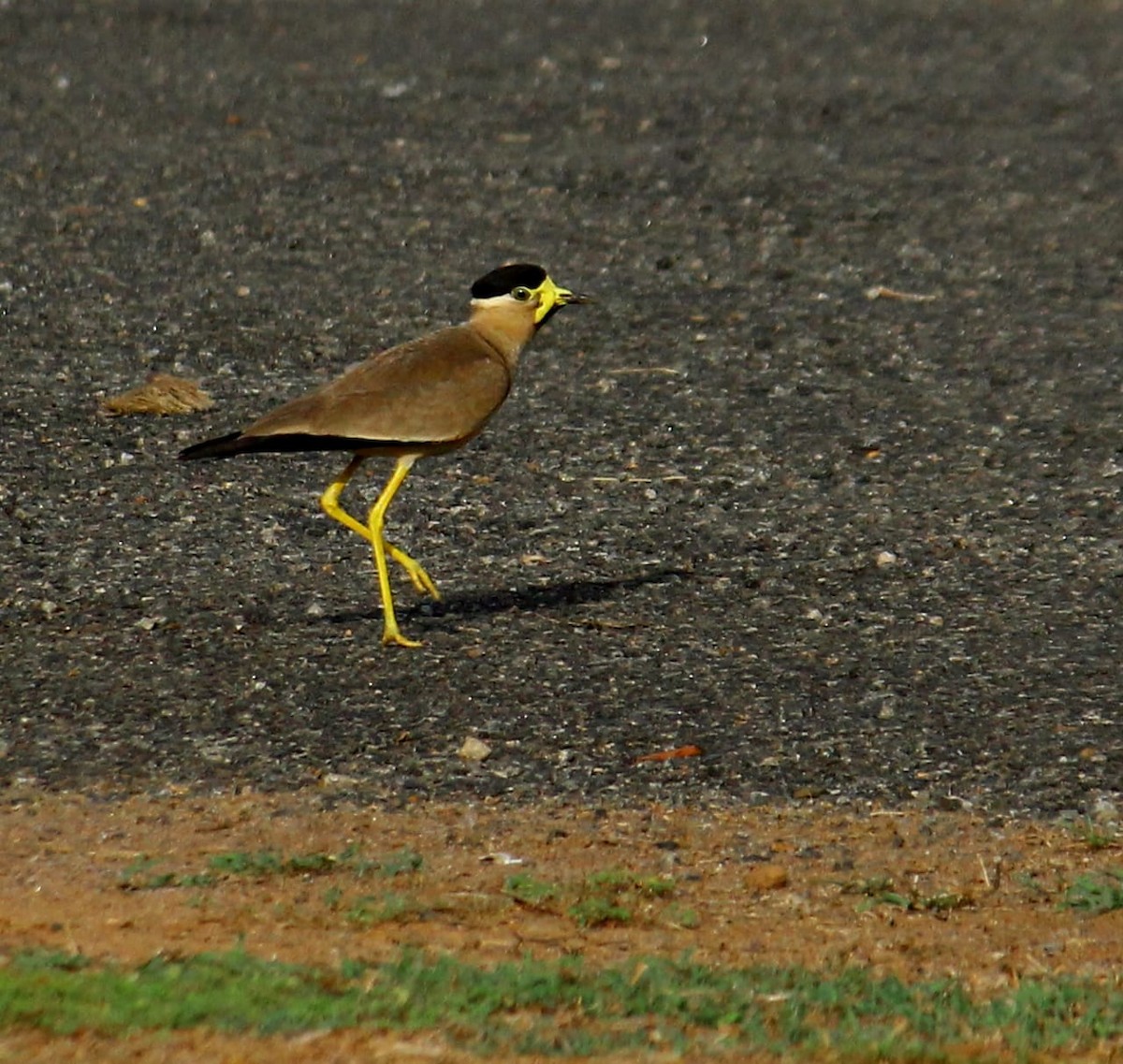 Yellow-wattled Lapwing - Bindu Krishnan