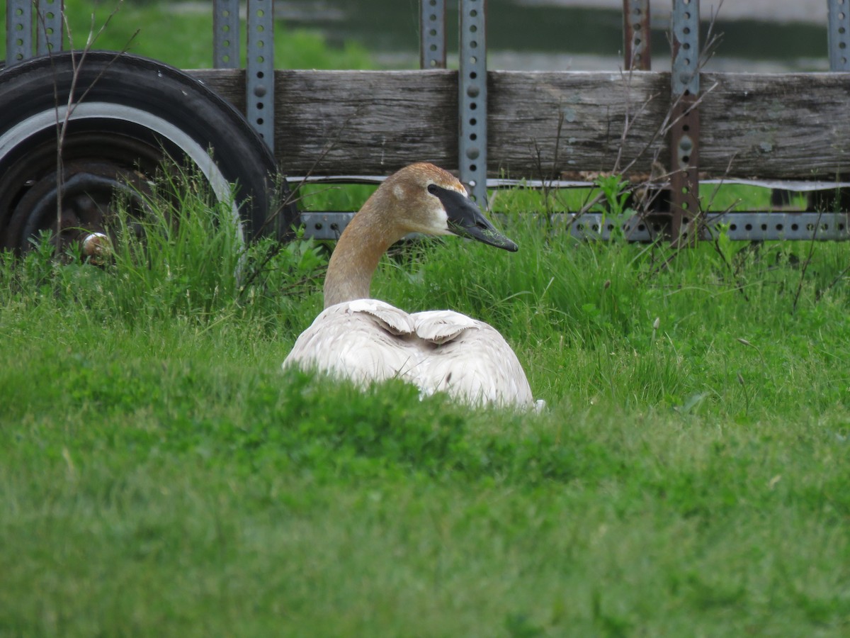 Trumpeter Swan - ML164739721