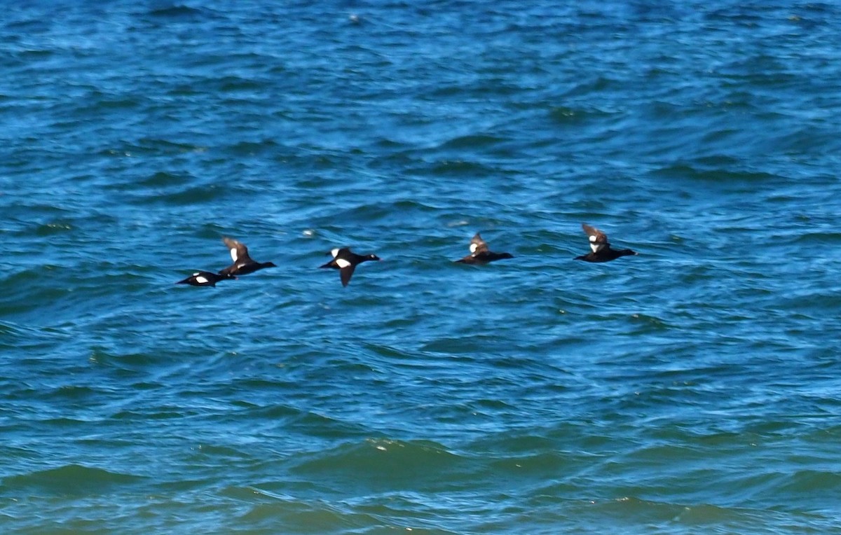 White-winged Scoter - ML164739841