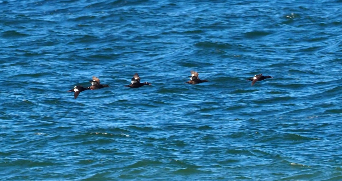 White-winged Scoter - Bob Foehring