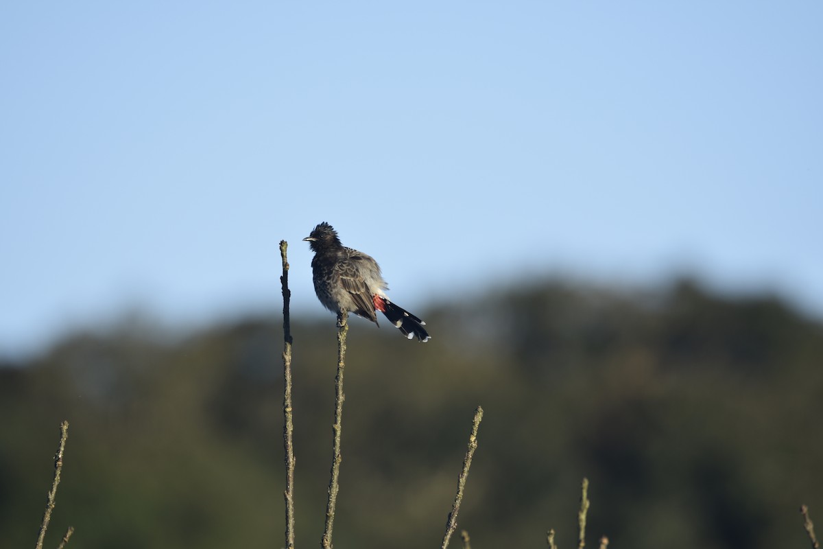 Red-vented Bulbul - ML164741221