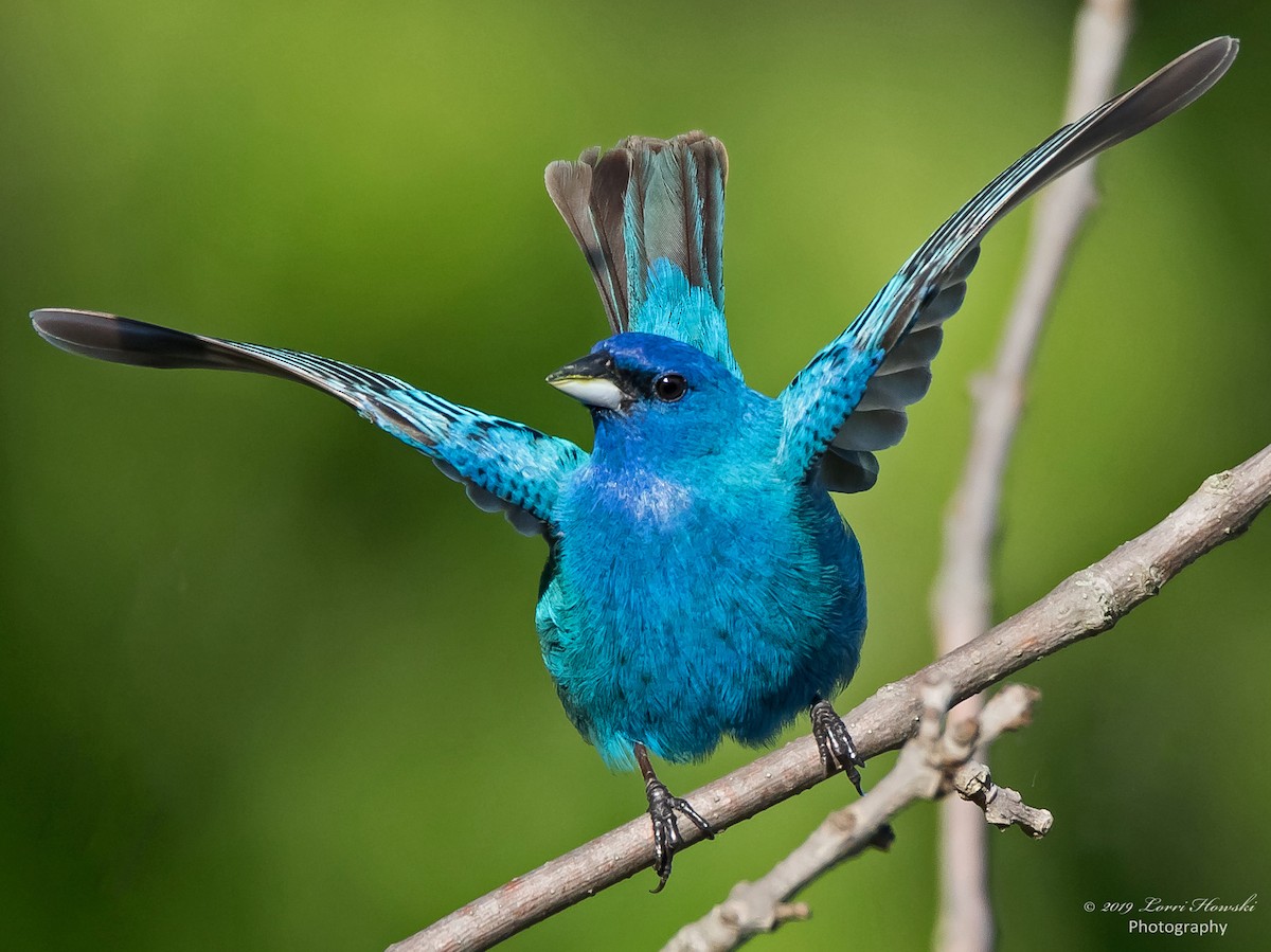 Indigo Bunting - ML164741791