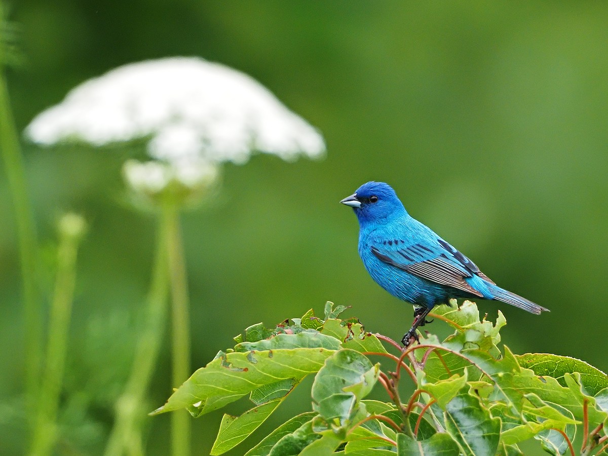 Indigo Bunting - ML164743521