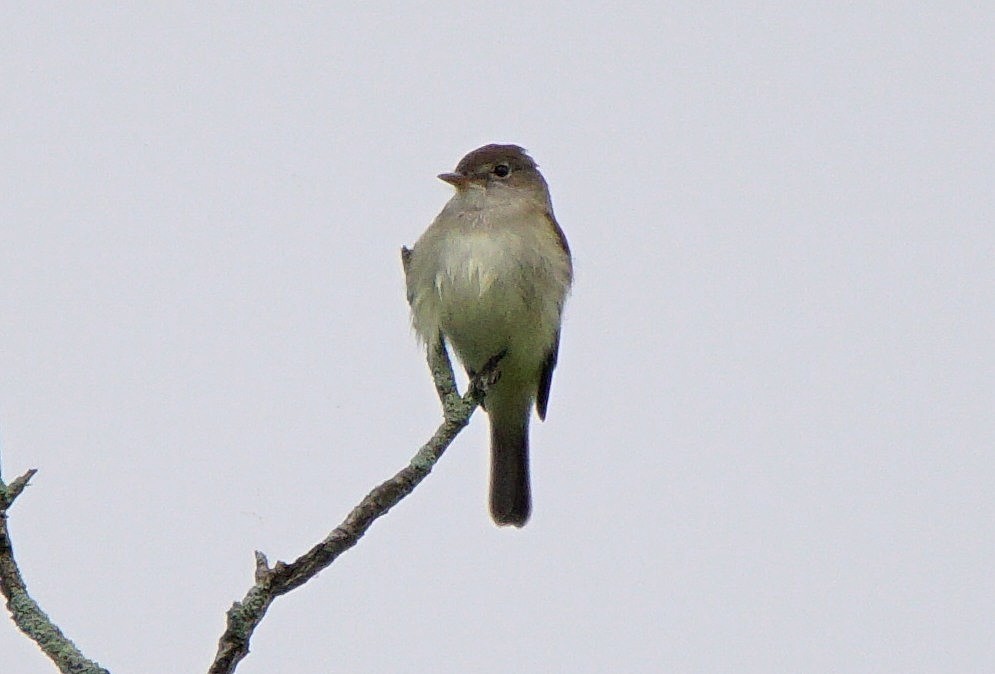 Willow Flycatcher - ML164743781